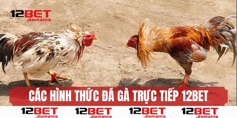 Hình thức đá gà trực tiếp tại 12bet