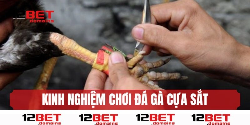 Kinh nghiệm của các chuyên gia khi chơi đá gà cựa sắt 