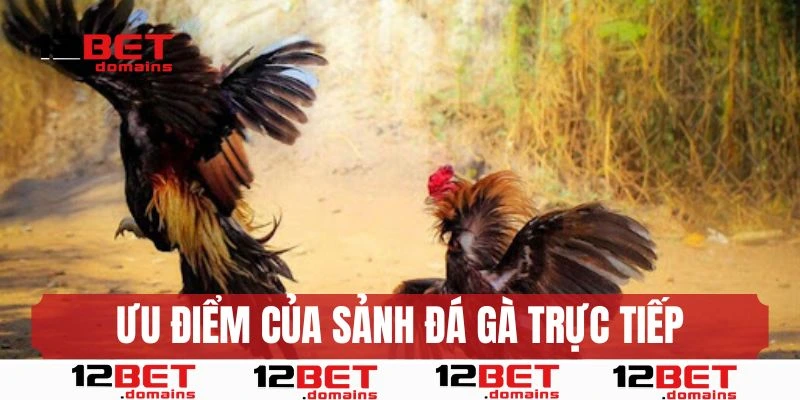 Ưu điểm của sảnh đá gà trực tiếp 12bet