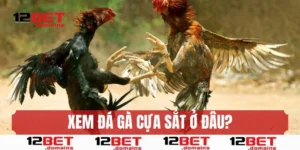 Xem đá gà cựa sắt ở đâu chất lượng tối ưu